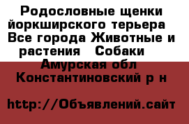 Родословные щенки йоркширского терьера - Все города Животные и растения » Собаки   . Амурская обл.,Константиновский р-н